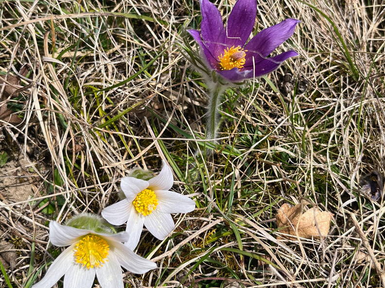 25-03-21 12-24-07 2487